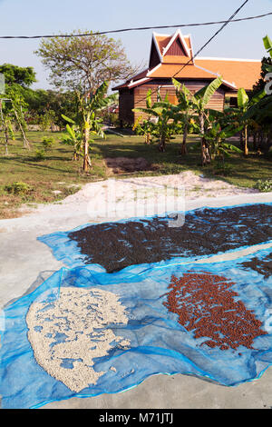 Kampot pepe - bianco, rosso e pepe nero in grani di essiccazione al sole su una farm di pepe, Kampot, Cambogia Asia Foto Stock