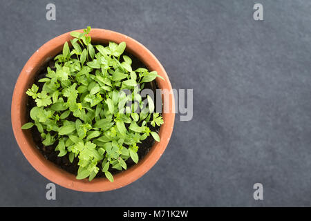 Molte piccole piantine di prezzemolo nel recipiente, fotografato overhead su ardesia (messa a fuoco selettiva, messa a fuoco sul più alto foglie) Foto Stock
