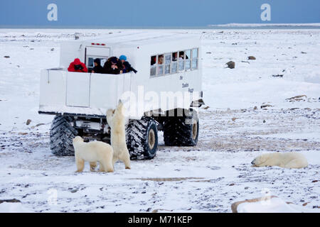 01874-11204 orsi polari (Ursus maritimus) vicino la Tundra Buggy, Churchill, MB Foto Stock