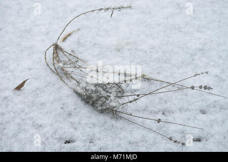 Ance appassiti giacente a terra in neve fresca Foto Stock