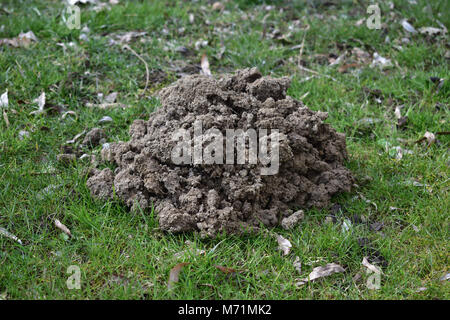 Close-up di mole hill nel giardino con erba e foglie Foto Stock