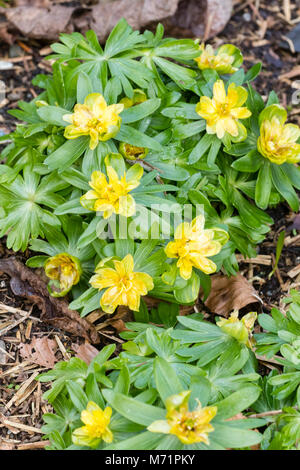 Unnamed semi doppia forma di inverno aconitum, Eranthis hyemalis, fioritura nel tardo inverno Foto Stock