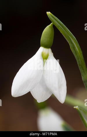 Unico fiore del grande fiore, snowdrop Galanthus 'Martha MacLaren', che fiorisce in tardo inverno Foto Stock