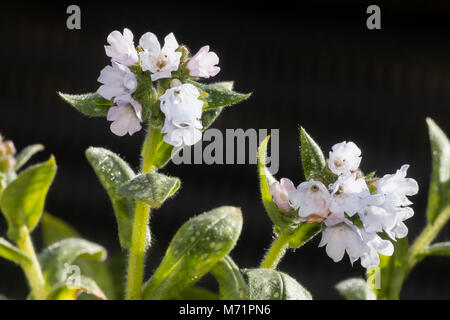 Blue tinto bianco fiori di the spotted lasciava lungwort, Pulmonaria saccharata 'opal', fioritura in primavera Foto Stock