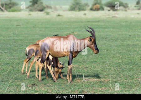 Tre giovani topis nascondersi dietro a un adulto di pascolare, Grumeti Game Reserve, Serengeti, Tanzania Foto Stock