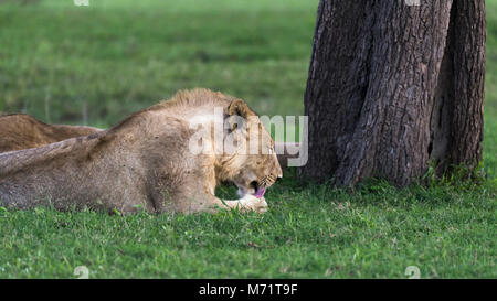 Leonessa a leccare la sua zampata da un grande albero, Grumeti Game Reserve, Serengeti, Tanzania Foto Stock