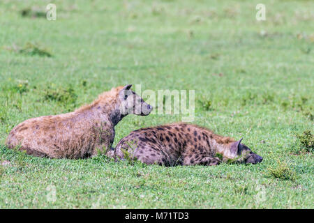 Una coppia di iene maculate su alert, Gumeti Game Reserve, Serengeti, Tanzania Foto Stock