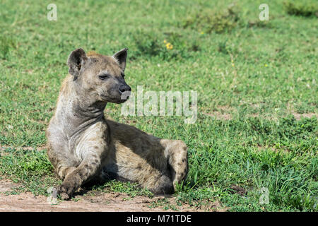 Spotted hyena (Crocuta crocuta), che giace in una piccola piscina di acqua piovana, Grumeti Game Reserve, Serengeti, Tanzania Foto Stock