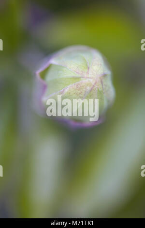 Fiore della passione bud, London, 2015 Foto Stock