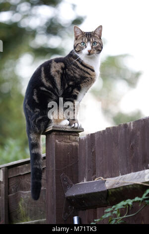 Il gatto domestico in piedi sul palo da recinzione, Londra Foto Stock