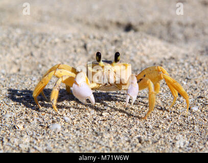 Bellissimo il granchio di mare sulla sabbia prendere un close-up foto Foto Stock