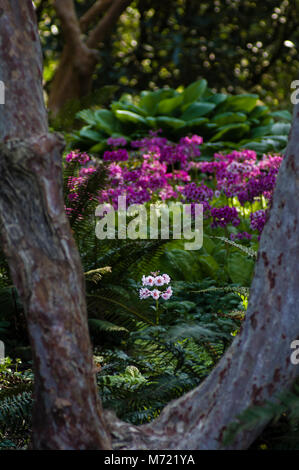 Un unico fiore di primula incorniciata da un ramo di albero in Crystal Springs Rhododendron giardino. Portland Oregon Foto Stock