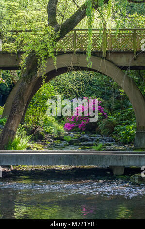 Un ponte pedonale frame con una fioritura di rododendri nel cristallo molle Giardino di rododendro. Portland Oregon Foto Stock