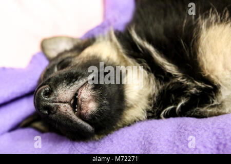 Pastore Tedesco cucciolo dorme Foto Stock