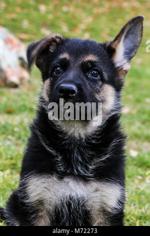 Pastore Tedesco cucciolo Foto Stock