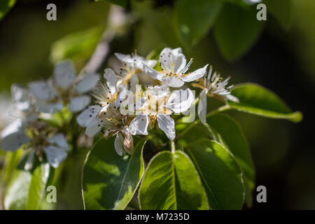 Una chiusura di pera sboccia nel sole di primavera Foto Stock