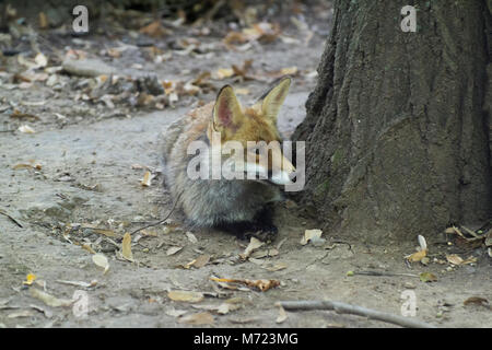 Fox in Bulgaria Foto Stock