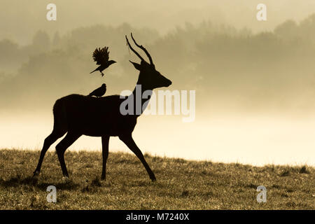 Red Deer cervo (Cervus intercorre) con Jackdaws, silhouette, REGNO UNITO Foto Stock