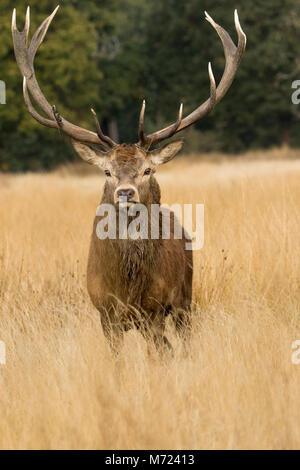 Rosso impressionante Stag Cervo (Cervus intercorre) ritratto, testa su, REGNO UNITO Foto Stock