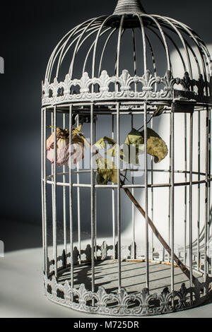 Morendo rosa in gabbia per uccelli Foto Stock