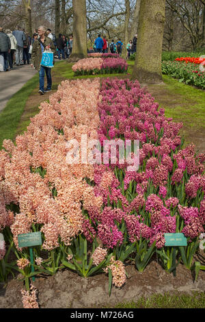 Il Keukenhof Lisse, Paesi Bassi-aprile 24, 2015: i turisti e le aiuole con giacinti rosa a Keukenhof nei Paesi Bassi Foto Stock