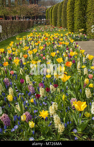 Una varietà di diversi fiori colorati in Keukenhof, Paesi Bassi Foto Stock