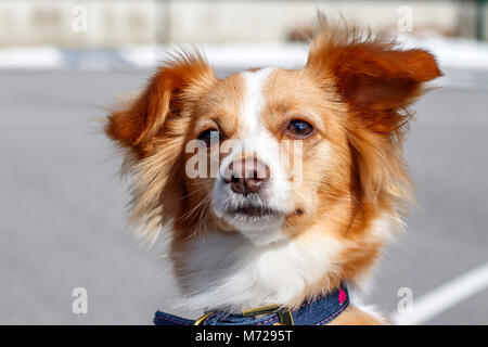 Triste cane rosso Foto Stock