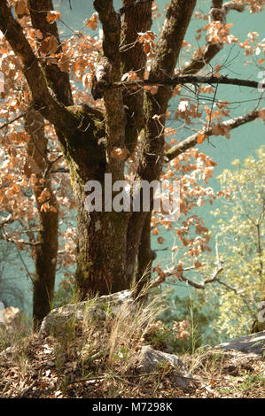 Un albero di quercia con Orange, foglie di autunno contro il fondale di una blu, verde lago, la luce e i colori hanno una qualità magica. Foto Stock