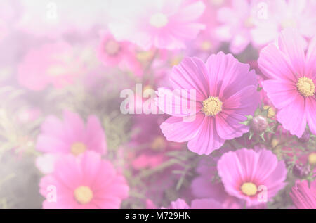 Di un bel colore rosa cosmo fiore nel giardino in vista superiore, tono dolce Foto Stock