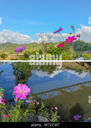 Fiori di colore rosa cosmo bloom splendidamente Foto Stock