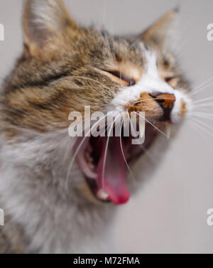 Closeup bel gatto grigio sbadigli Foto Stock