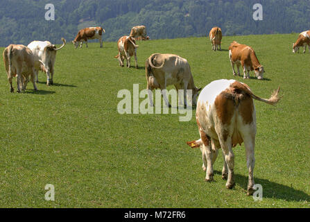 Su pascoli erbosi 14 Foto Stock