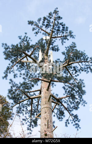 Un telefono cellulare mast dissimulata come un pino silvestre tree, Pinus sylvestris, Dorset England Regno Unito GB Foto Stock