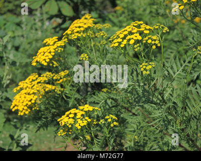 Tansy 5 Foto Stock