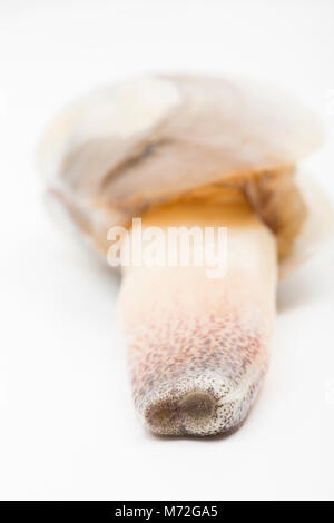 Una lontra comune clam-Lutraria lutraria-lavato fino dopo condizioni di congelamento durante la tempesta Emma a Studland, Dorset Regno Unito mostra il suo sifone Foto Stock