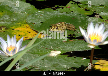 Rana d'acqua di Levant, Pelophylax bedriagae Foto Stock