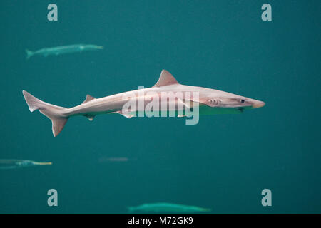 Hundshai, Hunds-Hai, Hai, Haie, Haifisch, Galeorhinus galeus, scuola squalo, canesca, soupfin shark, snapper shark Foto Stock