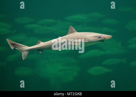 Hundshai, Hunds-Hai, Hai, Haie, Haifisch, Galeorhinus galeus, scuola squalo, canesca, soupfin shark, snapper shark Foto Stock