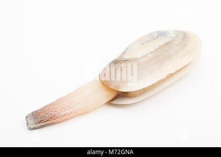 Una lontra comune clam-Lutraria lutraria- lavato fino dopo condizioni di congelamento durante la tempesta Emma a Studland, Dorset Regno Unito mostra il suo sifone Foto Stock