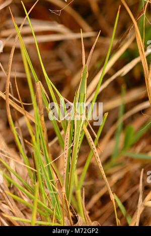 Grasshopper camouflage Foto Stock