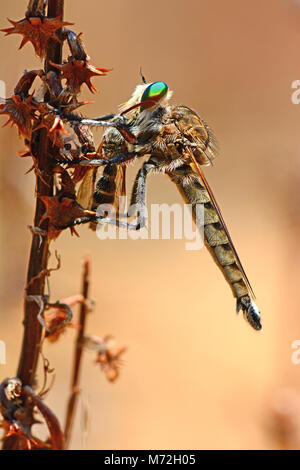 Promachus griseiventris, Predator fly feed su wasp Foto Stock