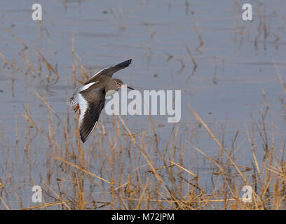 Redshank, Tringa totanus, volando sul mare di erba, Morecambe Bay, Lancashire, Regno Unito Foto Stock