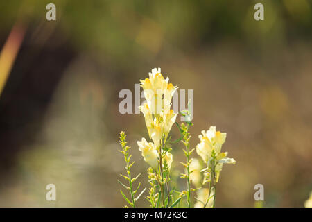 Linaria vulgaris Foto Stock