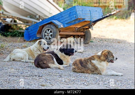 Tre cani in una fila sono seduti e protezioni sulla parte anteriore dei veicoli Foto Stock