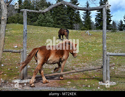 Due cavalli su un greco ranch di montagna Foto Stock