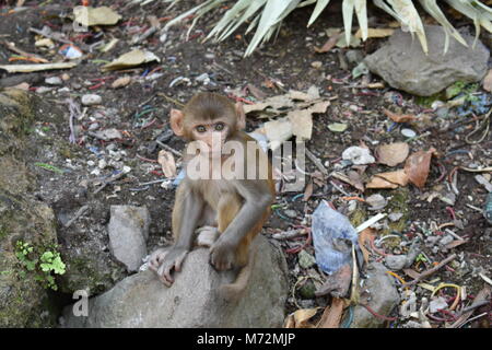 Awesome snap di piccole kid scimmia che seduto su una pietra e guardando verso la telecamera con curiosità. Foto Stock