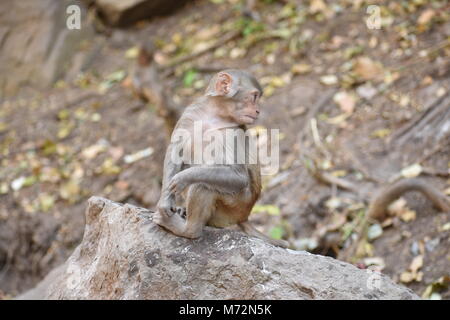 Awesome snap di piccole kid scimmia che seduto su una pietra e tenere occupato se stesso facendo piccole attività come mangiare un cibo, vedere intorno a lui. Foto Stock