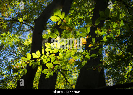 Retroilluminato con foglie di faggio nei boschi Bolam, Northumberland, Inghilterra Foto Stock