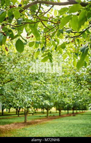 Un albero di Noce Orchard Plantation in Dordogne Francia Foto Stock