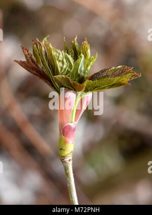 Acero di monte tree germinazione in primavera Foto Stock